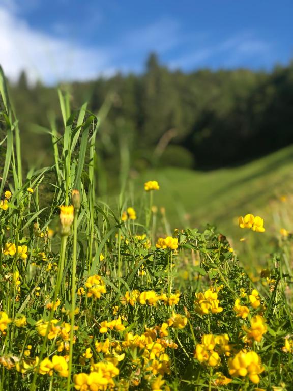Príroda v okolí apartmánu