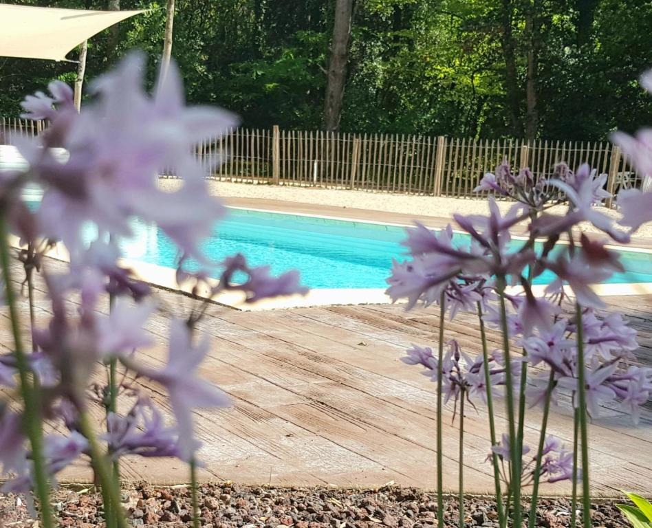 un montón de flores púrpuras frente a una piscina en Les gîtes des troubadours, en Pennautier