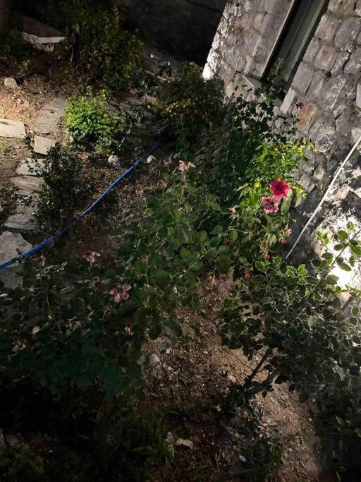 Zahrada ubytování Μιτάτο Οίτη