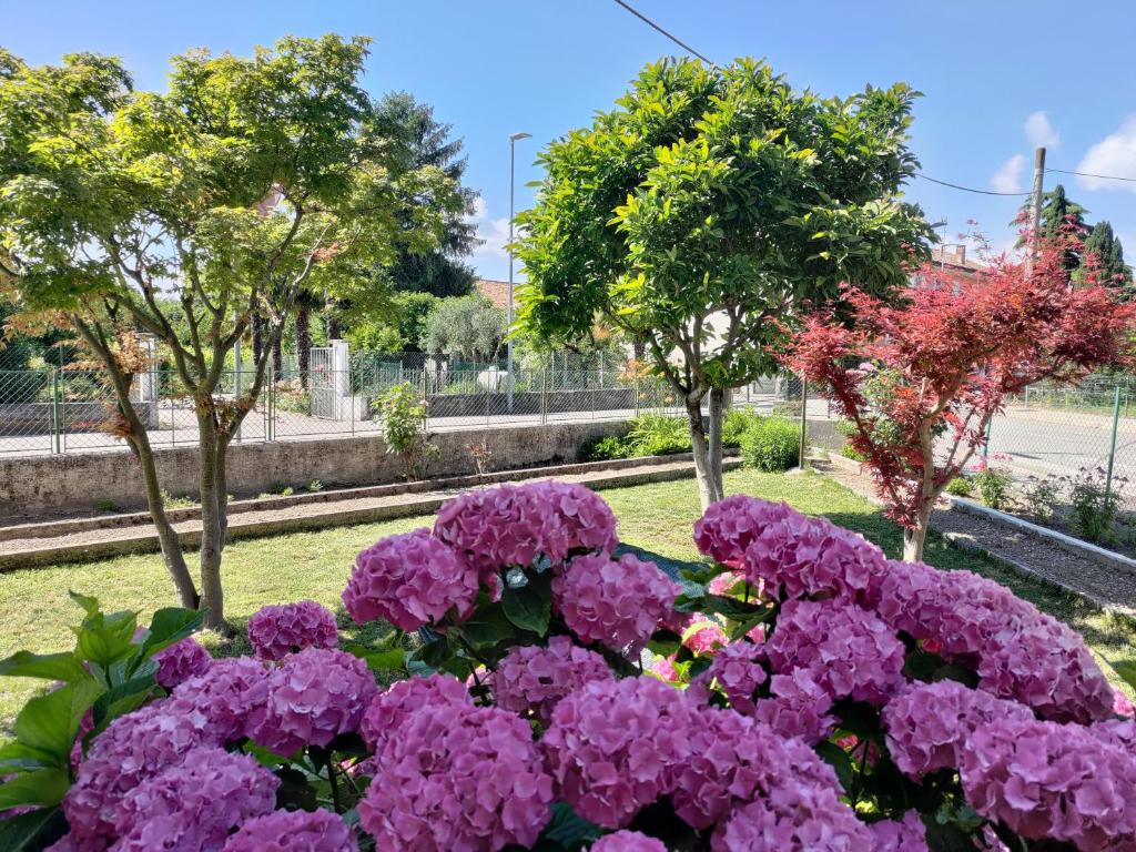 Un gruppo di fiori viola in un parco con alberi di Casa Magnolia a Aquiléia