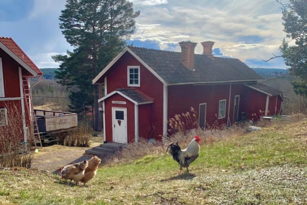 a group of chickens standing in front of a red house at Egen stuga och vedeldad bastu in Linghed