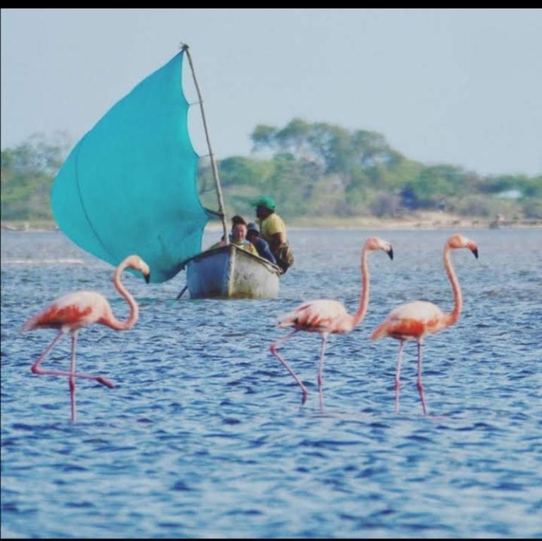 a group of flamingos walking in the water with a boat at Jiisot Hotel in Camarones
