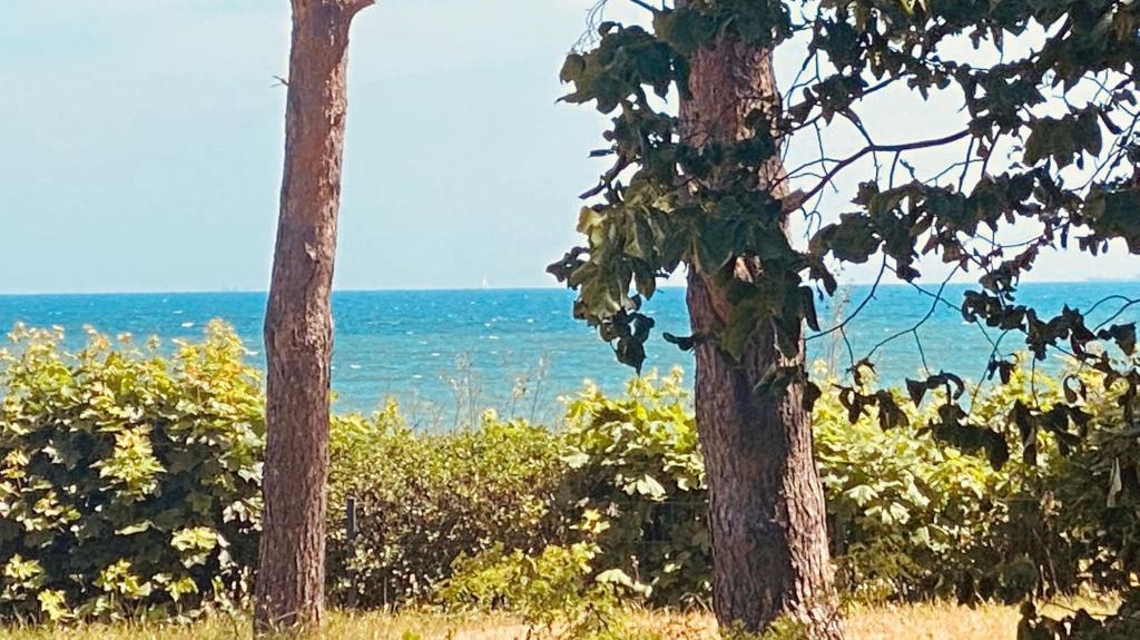 zwei Bäume auf einem Feld mit dem Ozean im Hintergrund in der Unterkunft Haus Am Strand in Breege