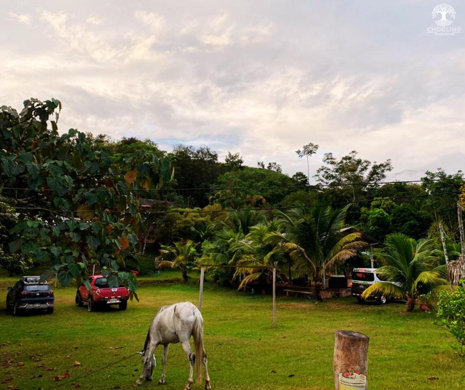 un cavallo bianco che pascola in un prato erboso di CHOCLINO ECOLODGE -Bungalows a Tarapoto