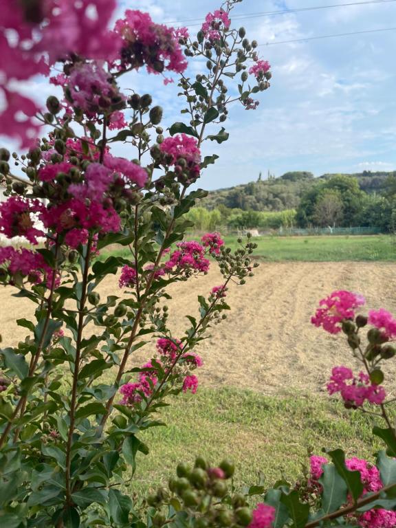 a field with pink flowers and a dirt road at Aspasias Traditional Studio in Peroulades
