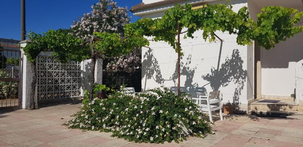 a tree with white flowers in front of a fence at Villa tra gli ulivi in San Pietro in Bevagna