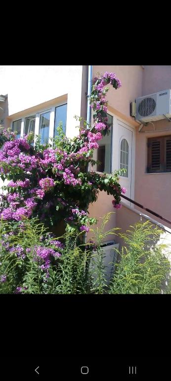 un arbusto con flores púrpuras delante de un edificio en Jasna, en Stari Grad