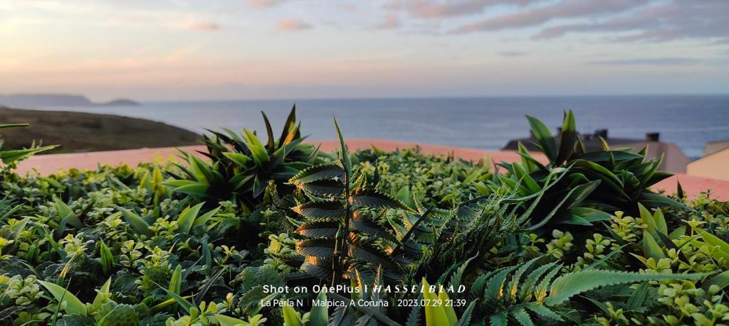 una planta de piña en un jardín cerca del océano en La Perla Negra, en Malpica de Bergantiños