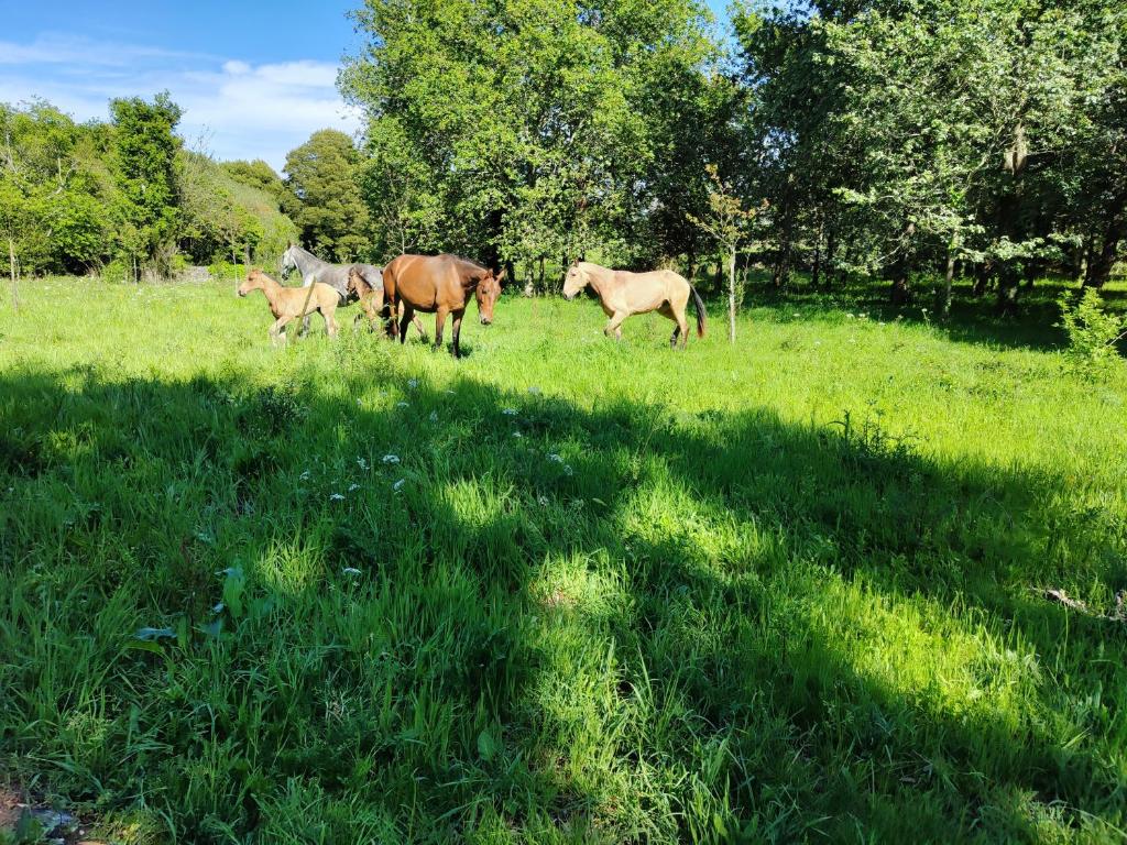 Quinta dos Carvalhos, Vila Praia de Âncora Updated 2024 Prices