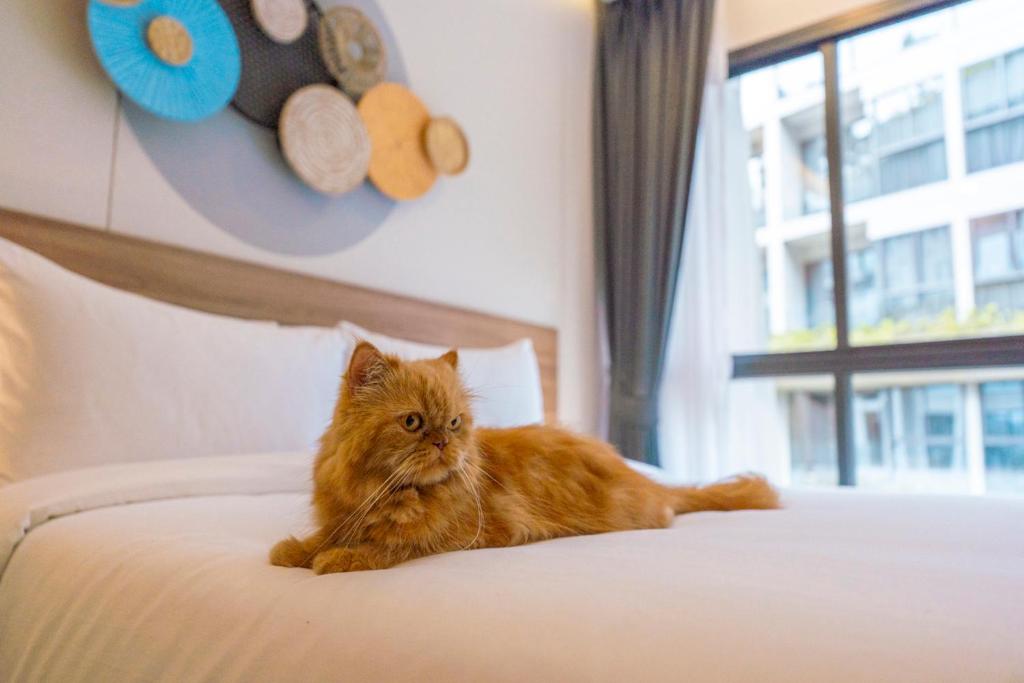 O animal ou animais de estimação com os hóspedes em HOMA Phuket Town