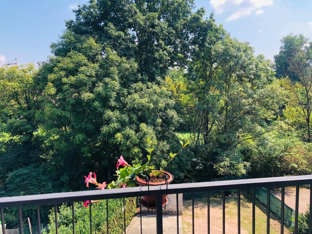 a potted plant on a balcony with a tree at Casa Nonna Elide 2 in Besozzo