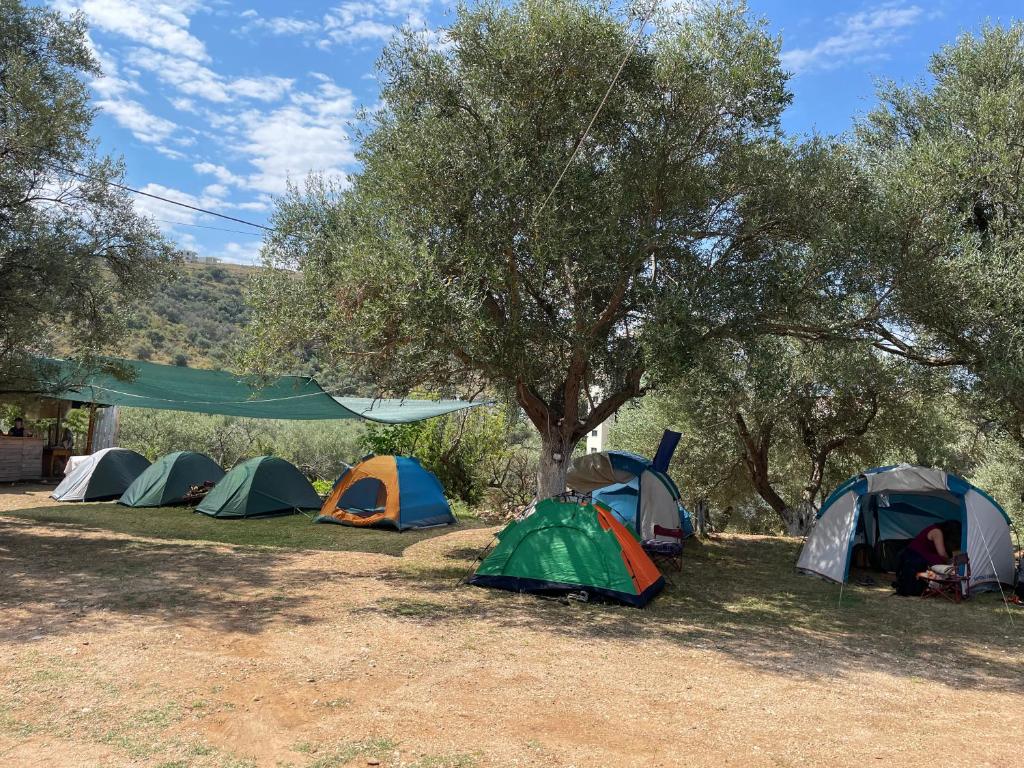 Olive Camping - Imazhi 7