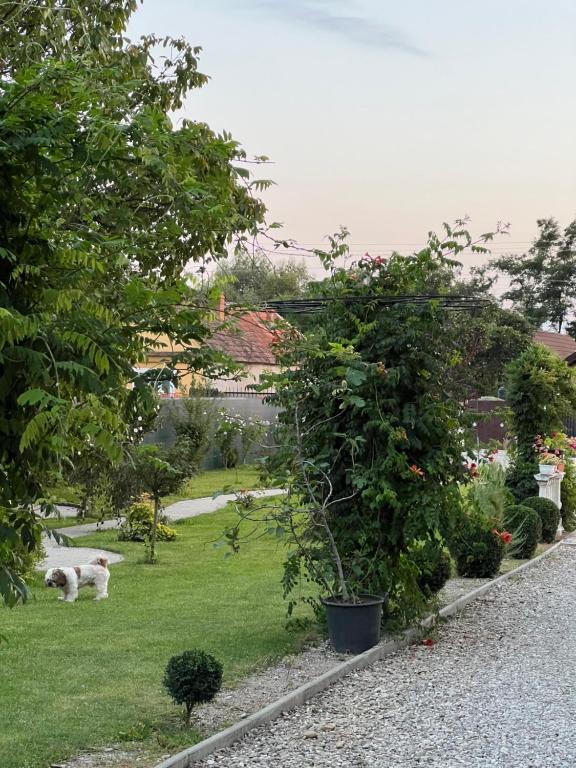 Pensiunea Baroc - Resim 40