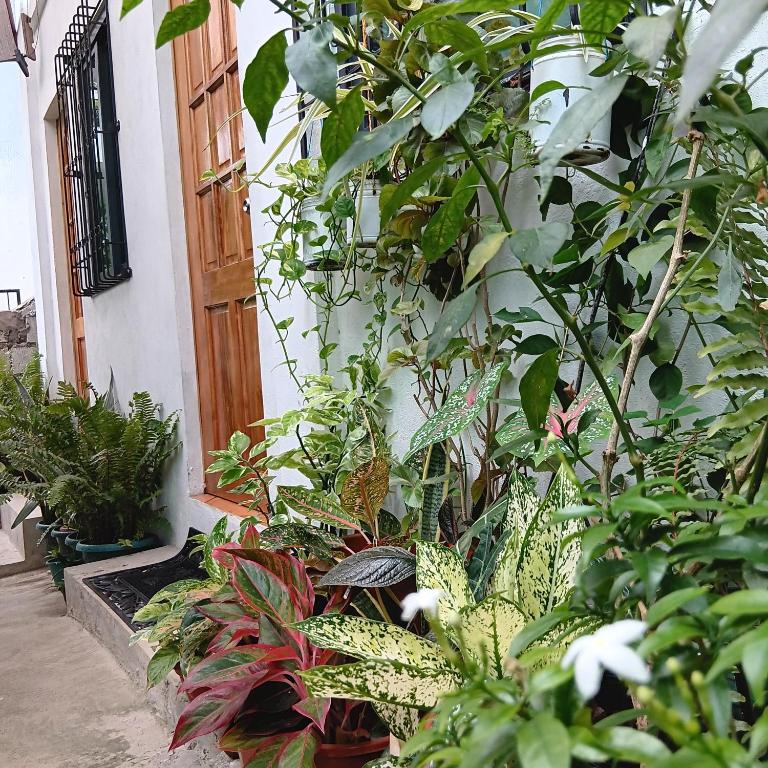 Vrt ispred objekta Susing Seaside Guesthouse