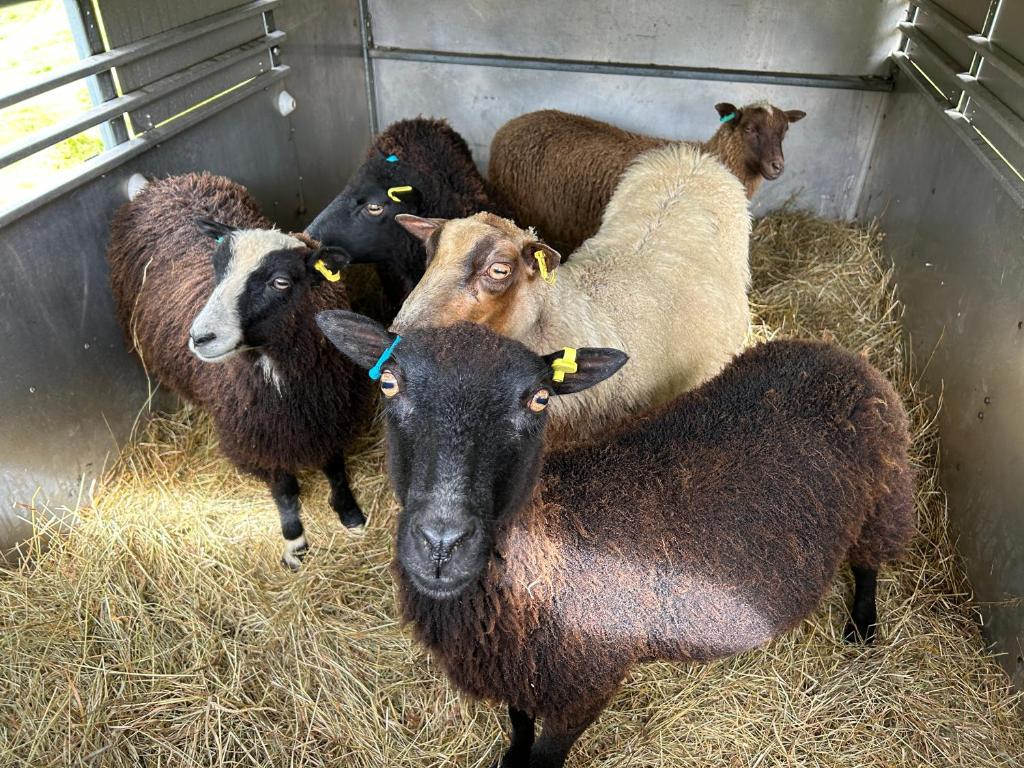 a group of sheep standing in a pen with hay at Y Felin Bed and Breakfast and Smallholding in Caersws