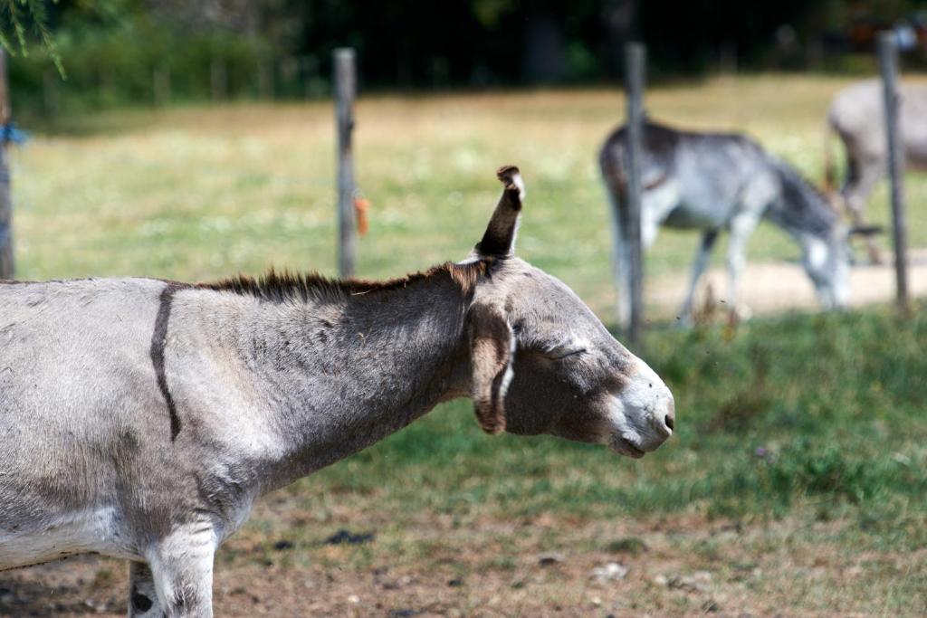 Animaux dans la maison d'hôtes ou à proximité