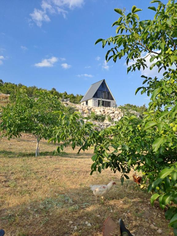 dom na wzgórzu z dwoma kaczkami na polu w obiekcie Çiftlik ve Dağ evi Kemer - Canerbey w mieście Kemer