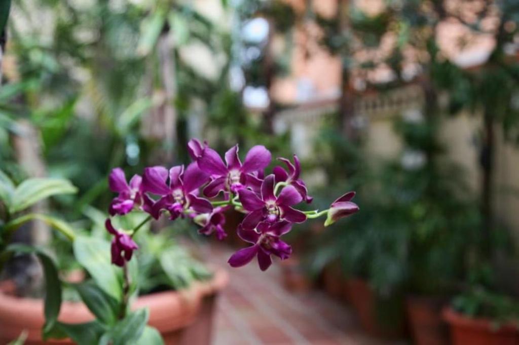 Zahrada ubytování Bposhtels San Juan