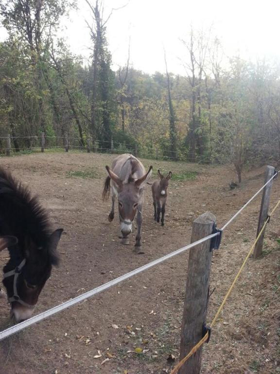 Zvířata v penzionu nebo okolí