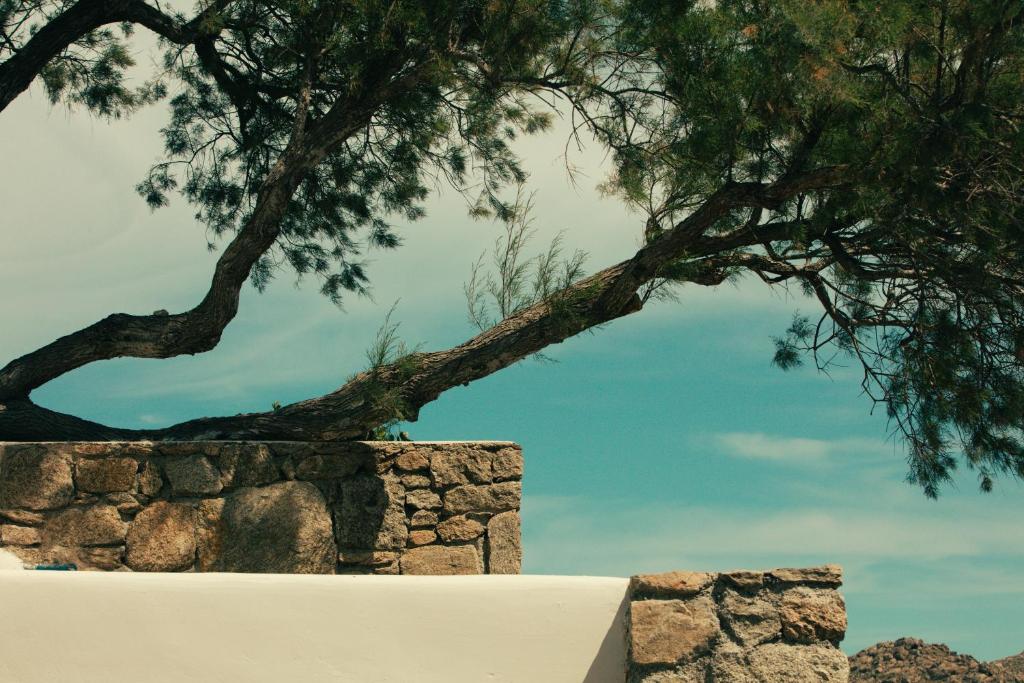a tree over a stone wall with a tree overhead at The Wild by Interni in Kalafatis