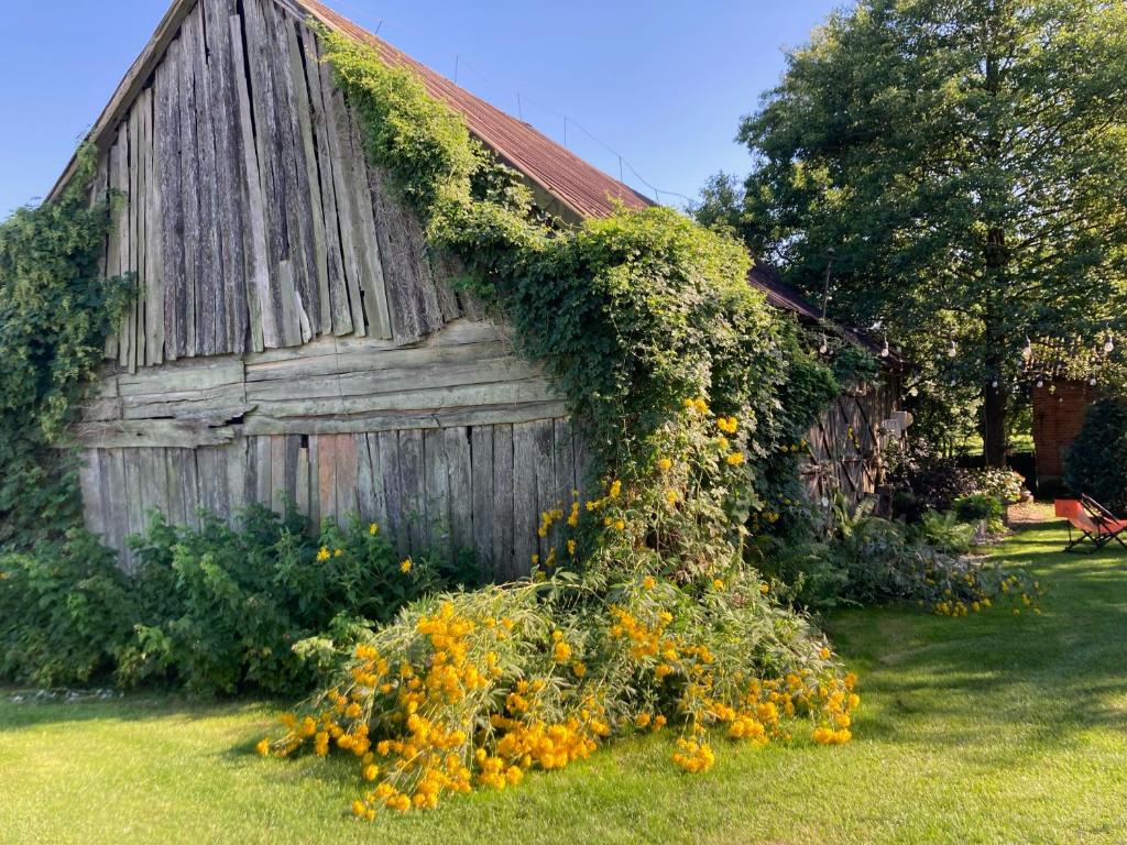 an old barn with ivy growing on the side of it at Kolonia u Jasia Rajgród in Rajgród