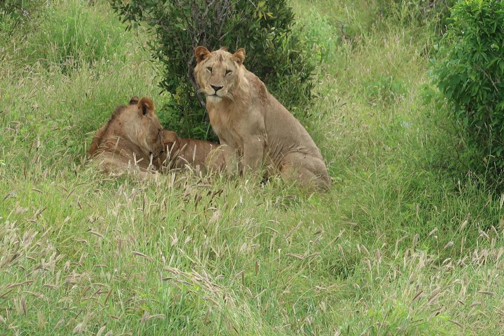 due leoni stesi sull'erba in un campo di Tausa Tsavo Eco Lodge a Voi