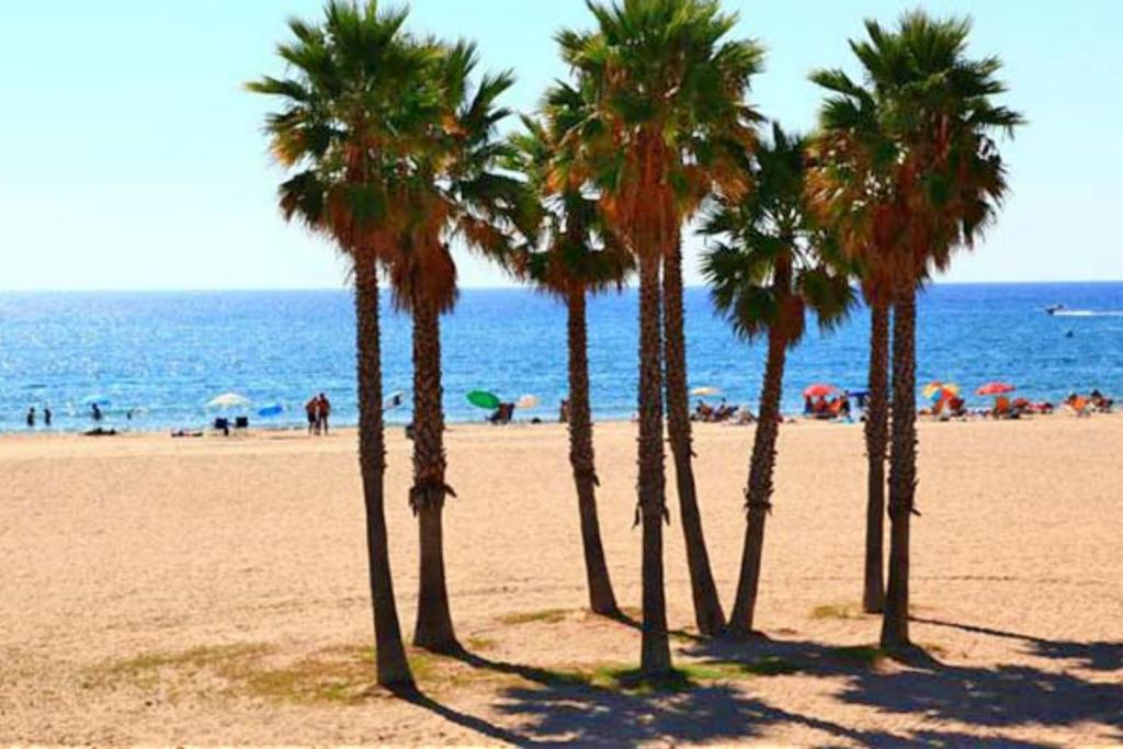 um grupo de palmeiras numa praia em Apartamento 1ª linea de mar em Comarruga