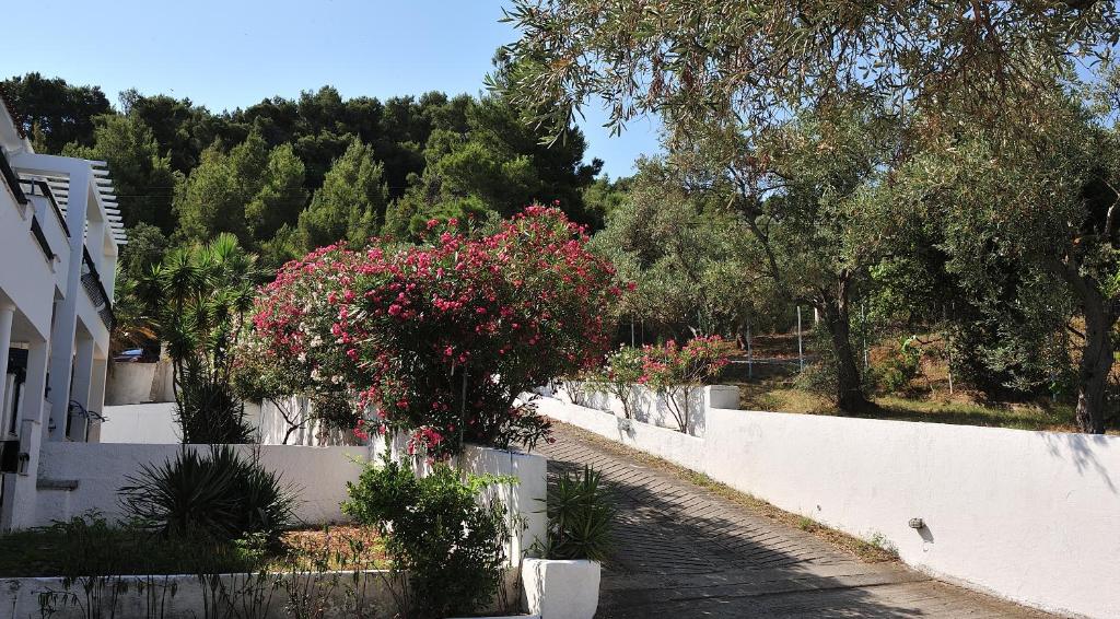 Vonkajšia záhrada v ubytovaní Anamar Skiathos Hotel