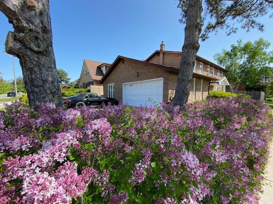 a bunch of purple flowers in front of a house at Lovely house in a nice community in Toronto