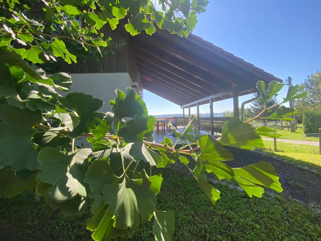 Zahrada ubytování Ginkgo House