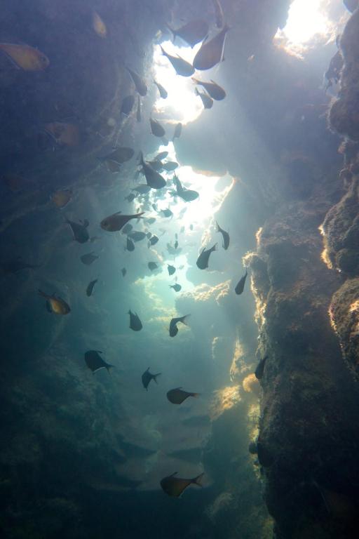 Άλλα ζώα σε αυτή η παραθεριστική κατοικία ή στη γύρω περιοχή