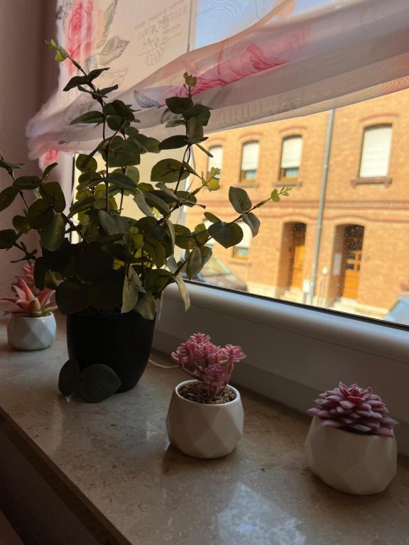 trois plantes en pot assises sur un rebord de fenêtre dans l'établissement Erholung im Herzen von Mühlhausen, à Mühlhausen