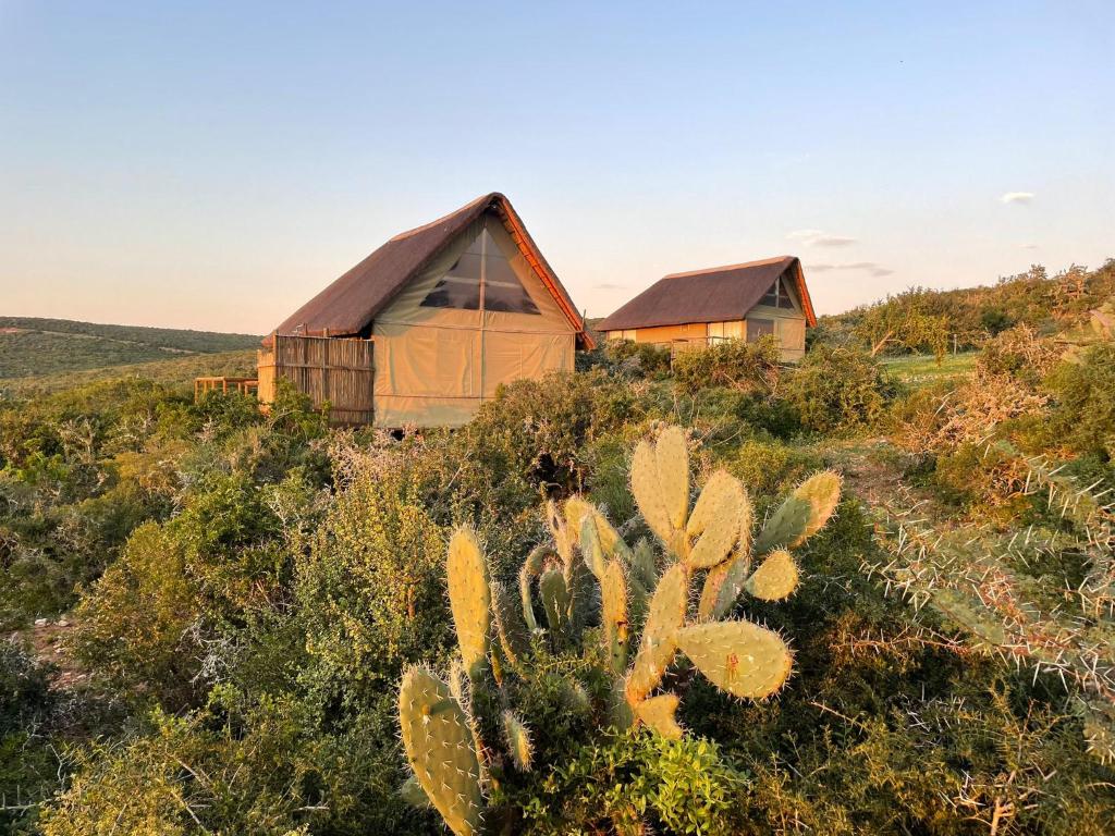 Deux cabanes au sommet d'une colline avec des cactus dans l'établissement Harmony Luxury Tents & Safari, à Addo