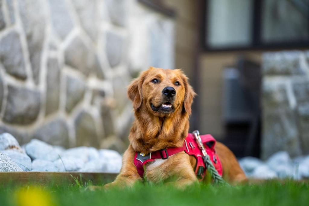 a brown dog with a pink harness sitting on the grass at Whistler Village Inn & Suites in Whistler