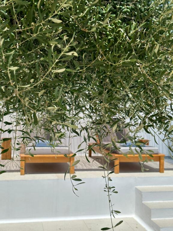 Vonkajšia záhrada v ubytovaní Alio Naxos Luxury Suites