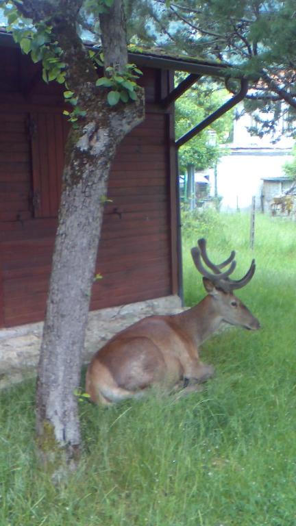 Zvířata v prázdninového domu nebo okolí