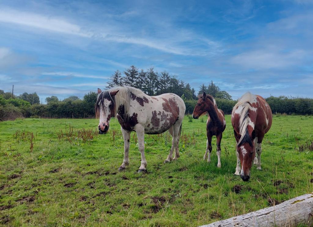 Fotografie z fotogalerie ubytování Farm View Cottage Castlerea by Trident Holiday Homes v destinaci Castlerea