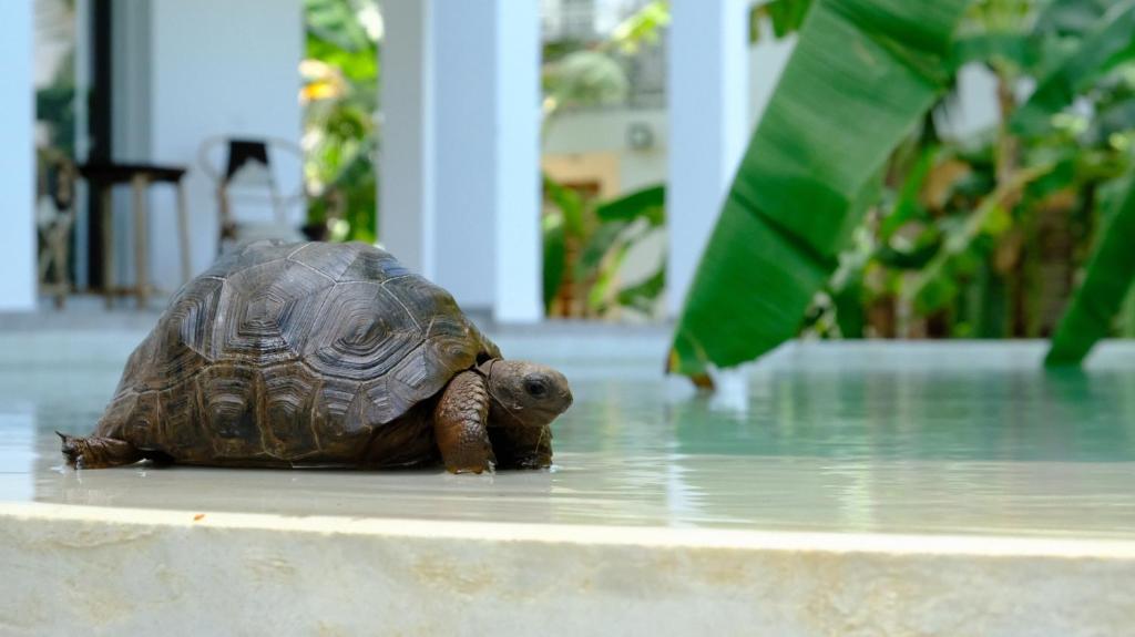 a tortoise is standing on the ground at Kobe House in Jambiani