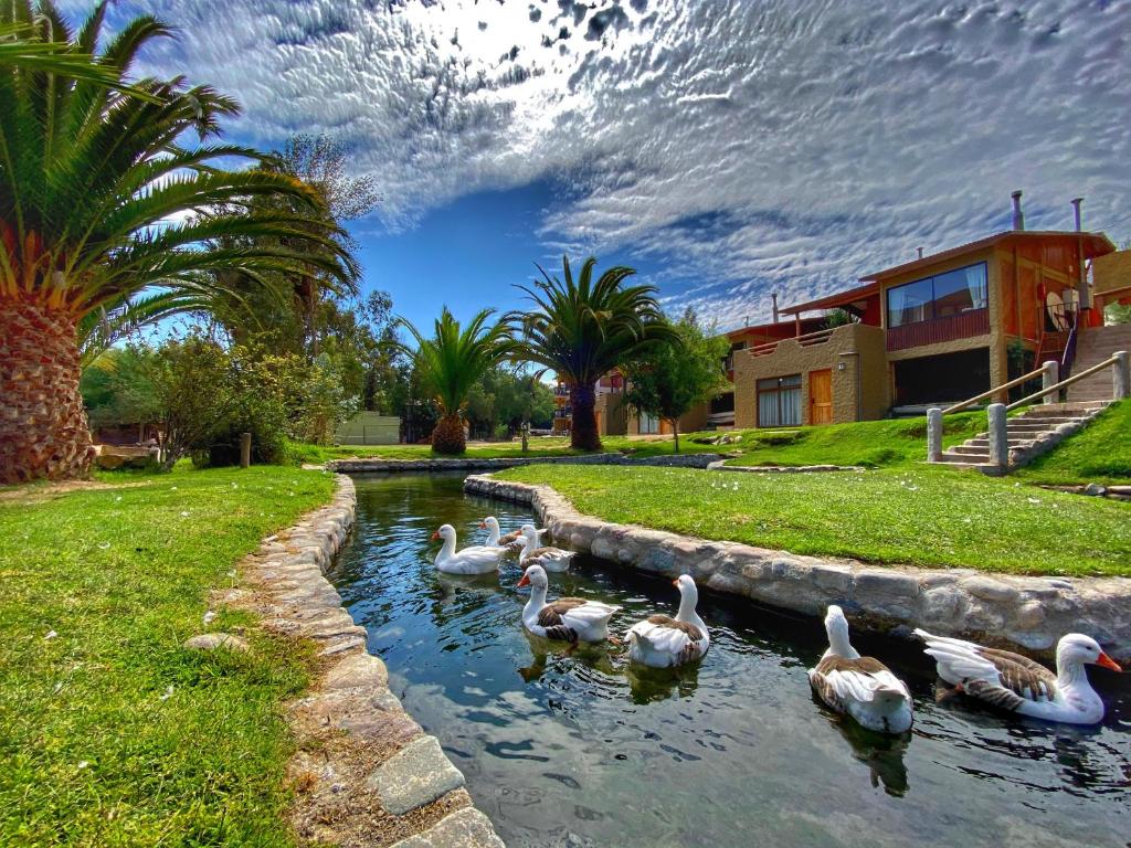 Hotel Naturaleza Vertientes de Elqui في El Molle: مجموعة من البط تسبح في بركة