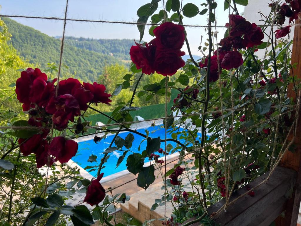 a bunch of red roses in front of a window at Villa IMAN in Sarajevo