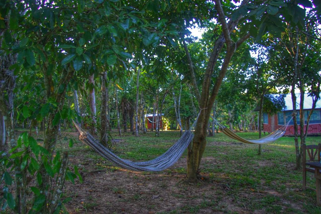 Tambo的住宿－Niwe Mai plant medicine retreat，挂在森林中树上的吊床