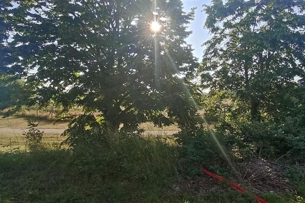 Un árbol en un campo con el sol detrás. en Grand appartement lumineux., en Denain
