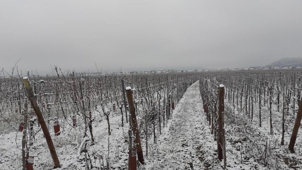 aux pieds des vignes v zimě