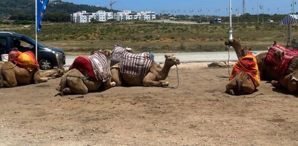 a group of camels laying in the dirt at The Paradise of ACHAKAR in Tangier