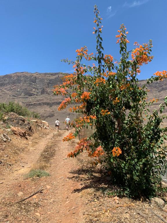 a bush with orange flowers on a dirt road at Hotel Masai Mara Resort Gran Canaria in San Bartolomé