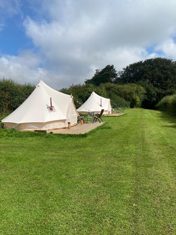 Roe Deer Meadow at Carr House Farm 3