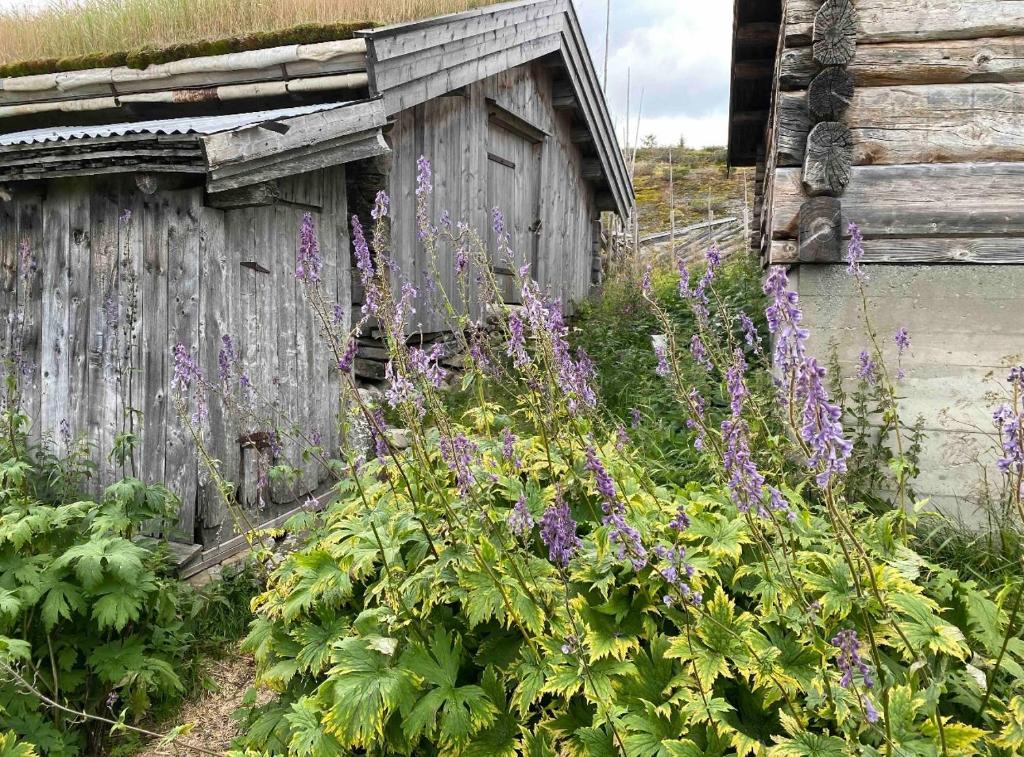 Zahrada ubytování Hytte på idyllisk seter