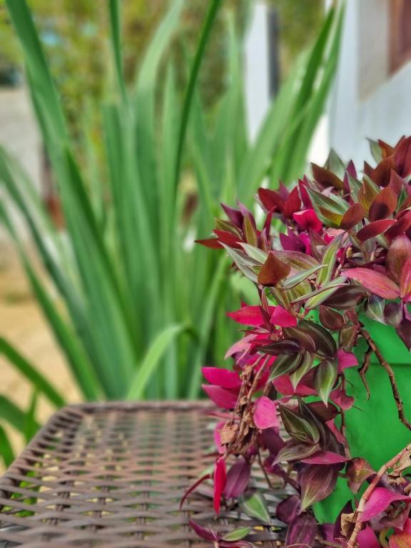 Zahrada ubytování Morada dos Saguis