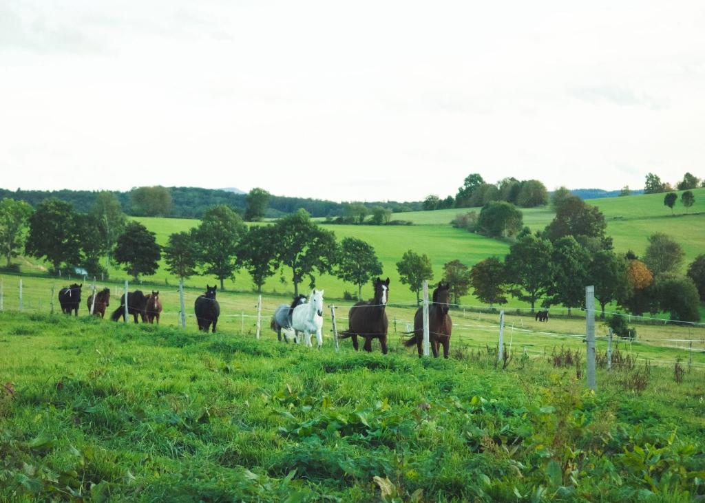 a group of cows and a white horse in a field at Urlaub auf dem Reiterhof Schaarschmidt in Großrückerswalde
