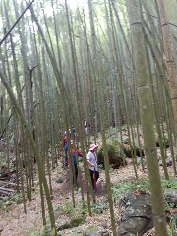 Majutusasutuse 山蘇的故鄉 桃園市民宿130號 külastajad